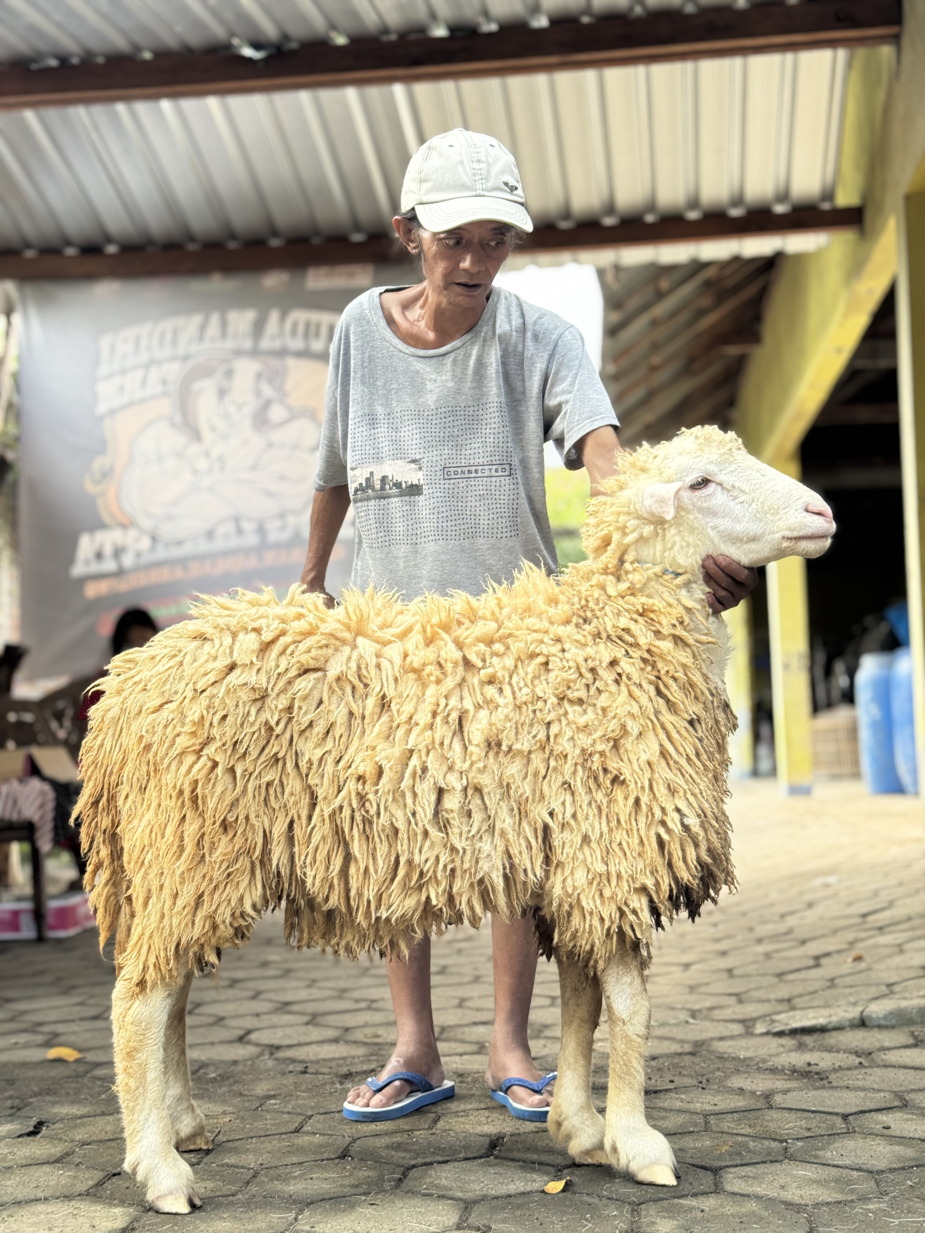 Sapi