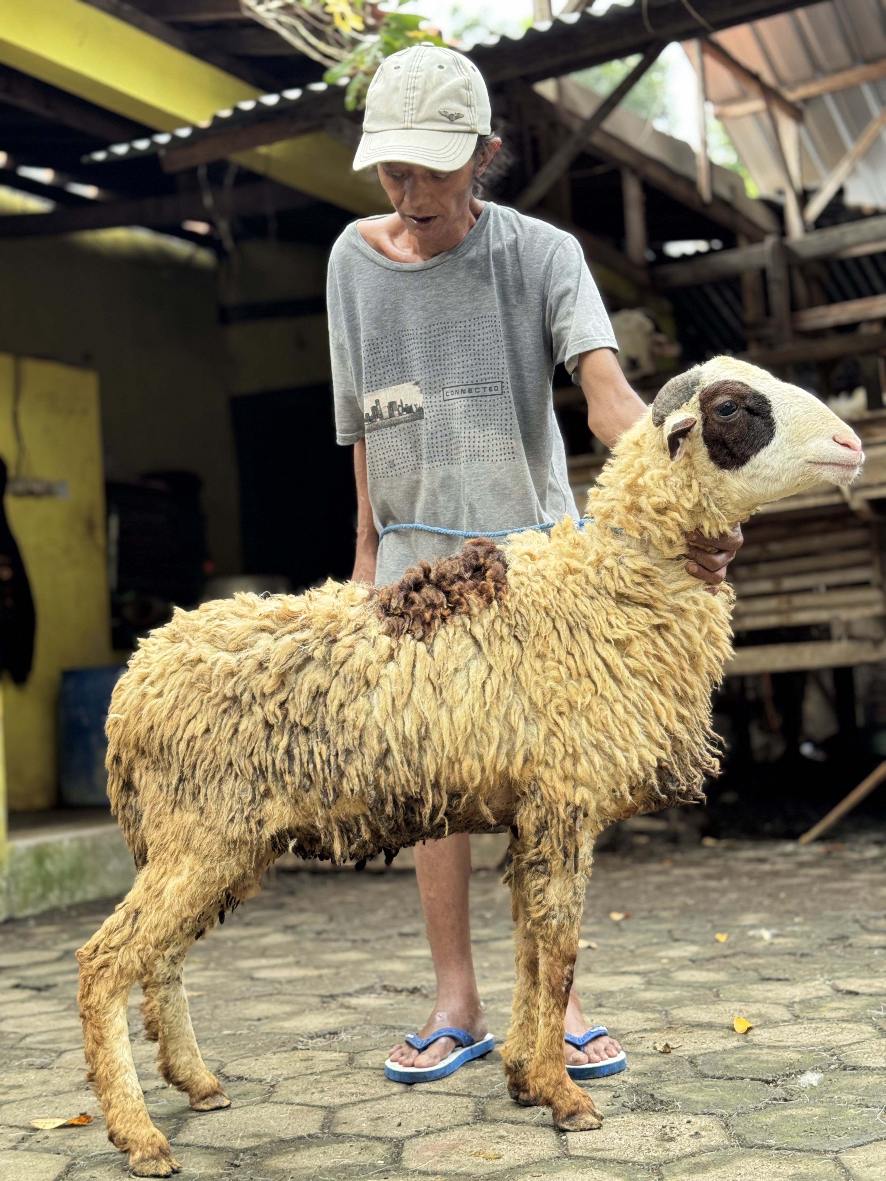 Sapi