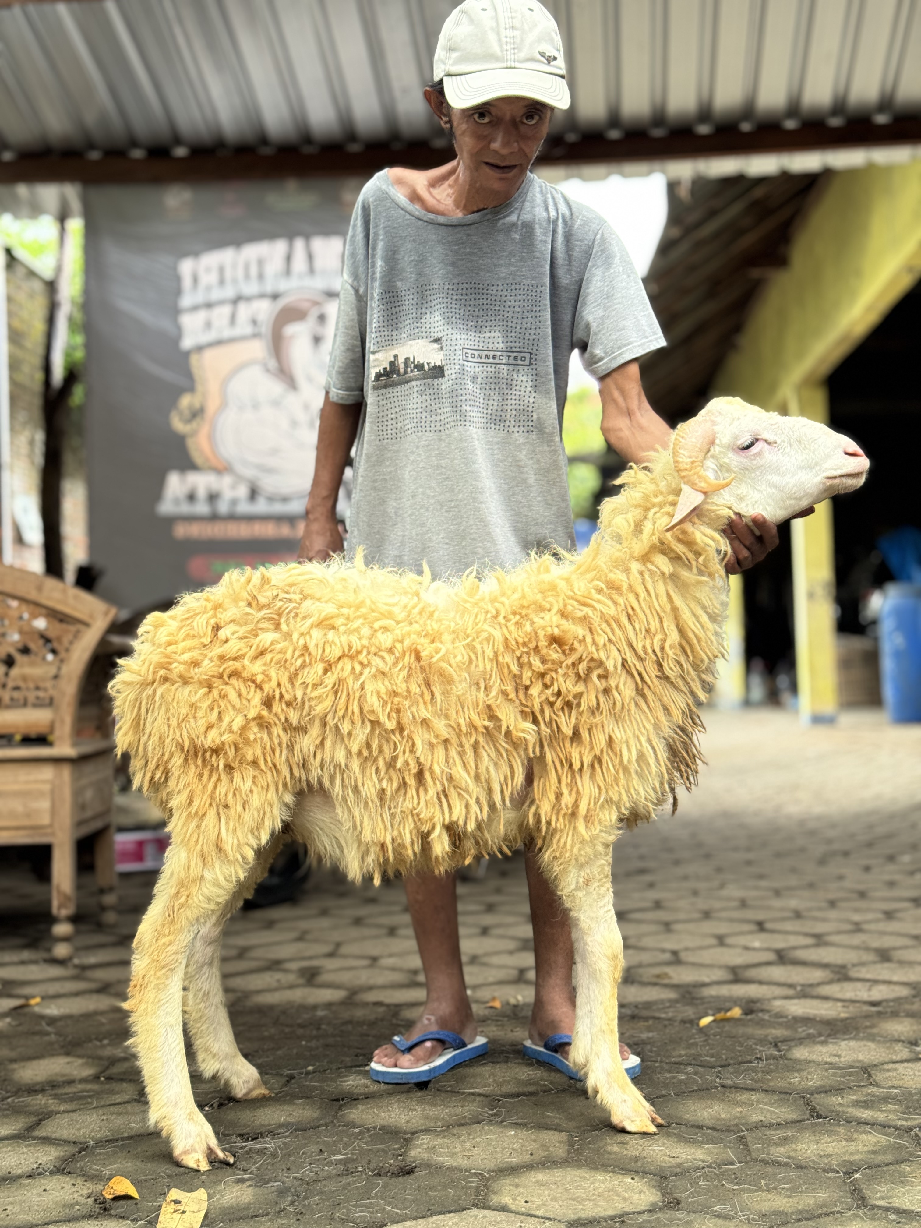 Sapi