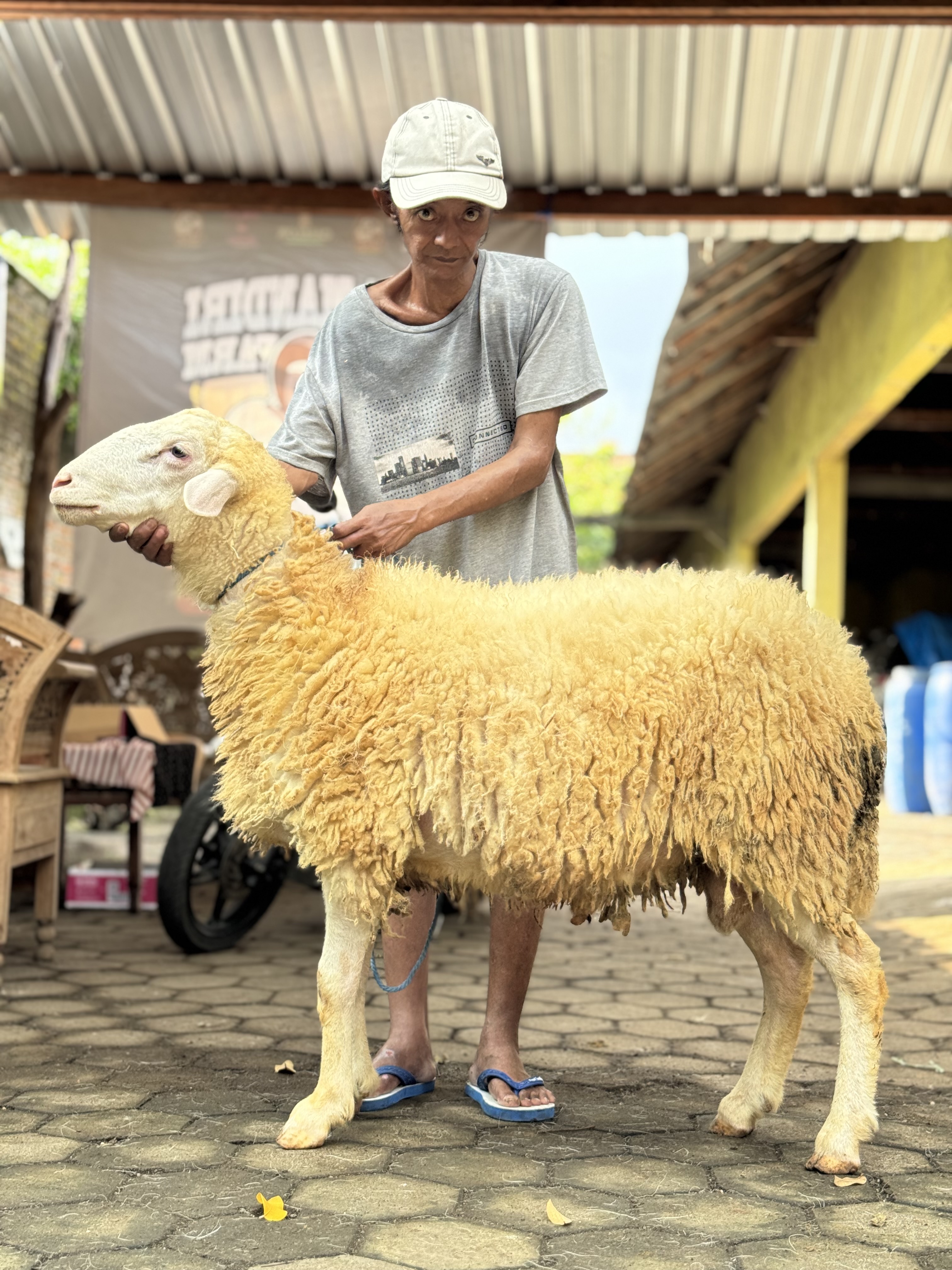 Sapi