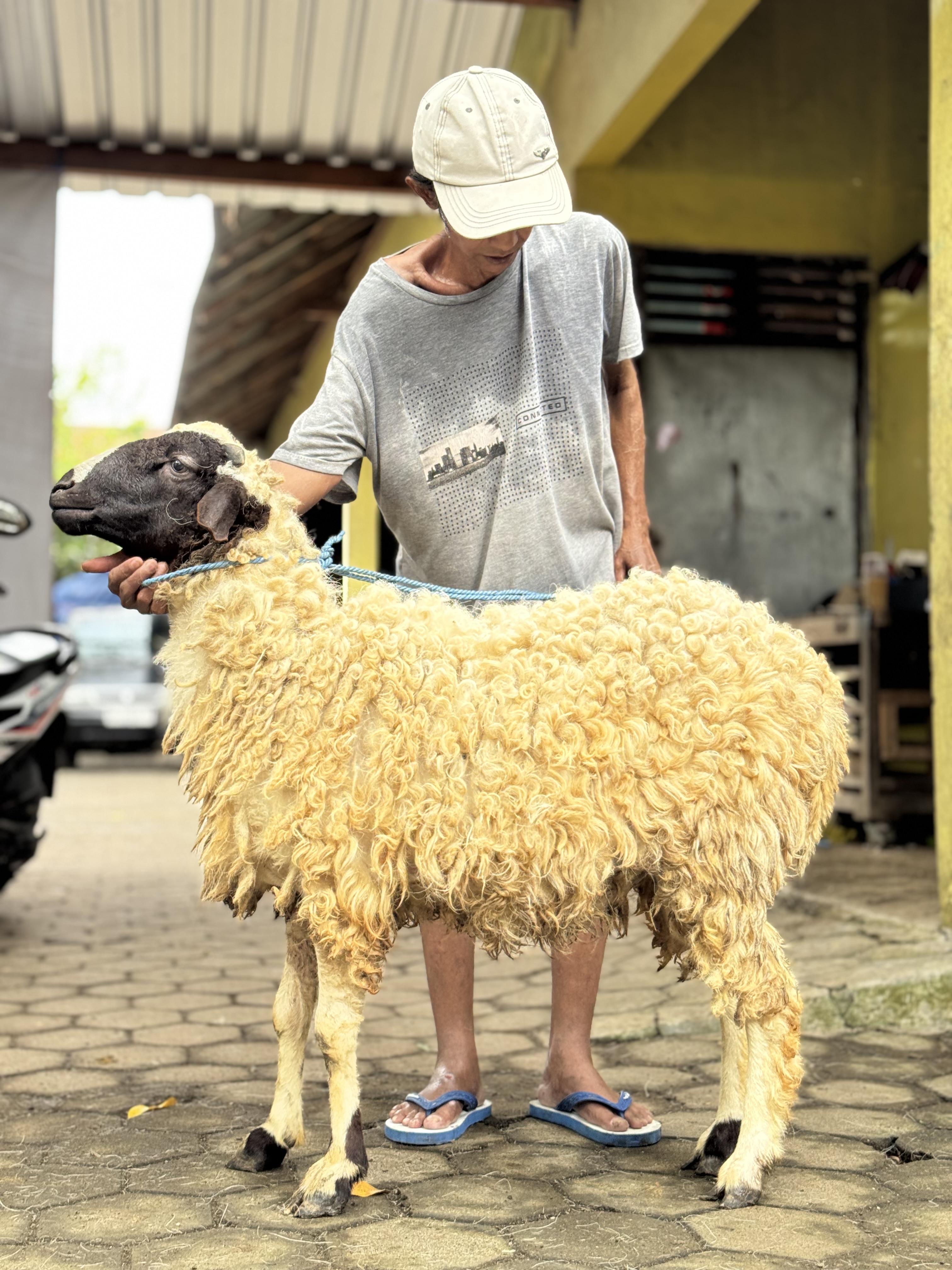 Sapi
