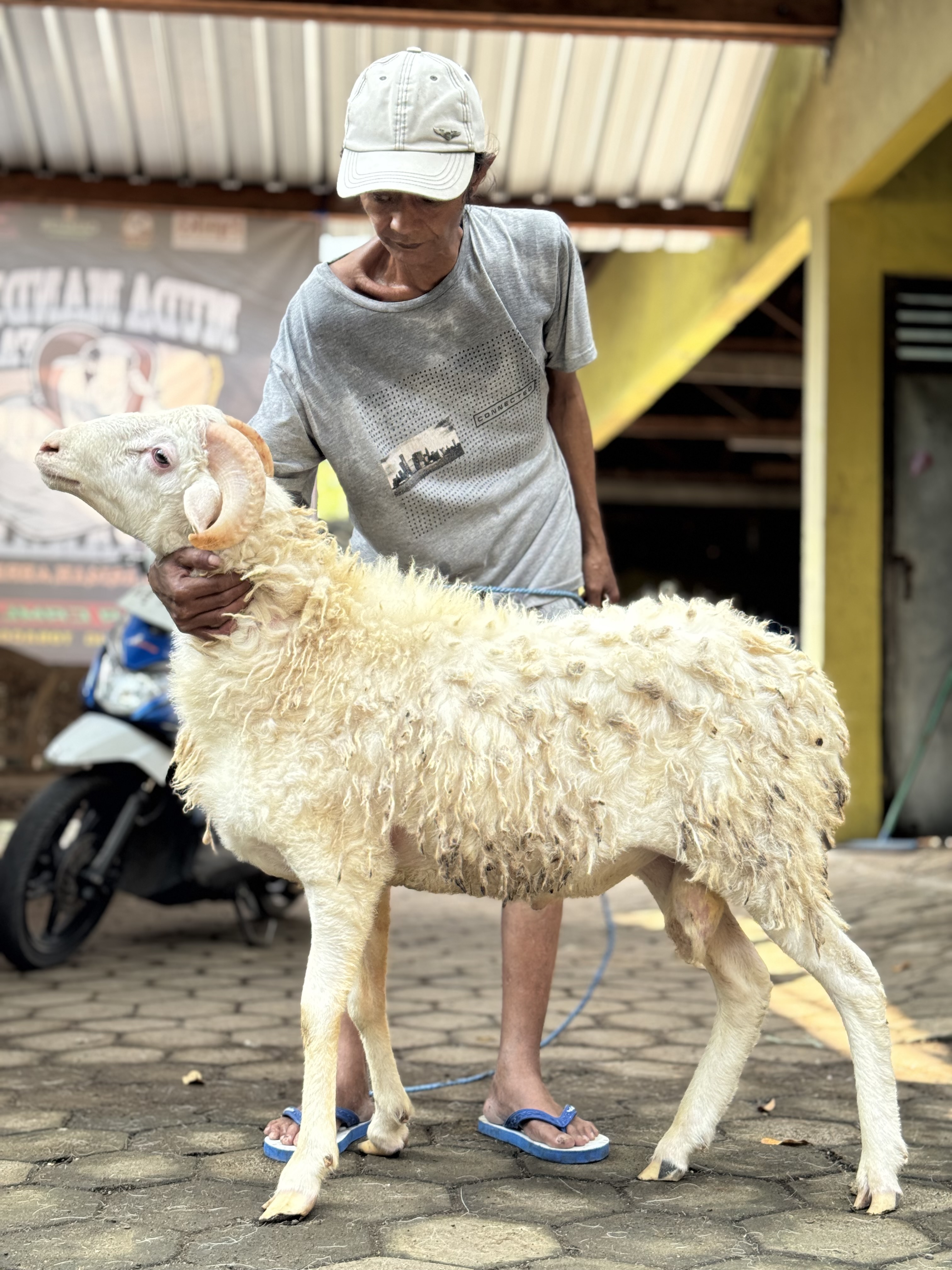 Sapi