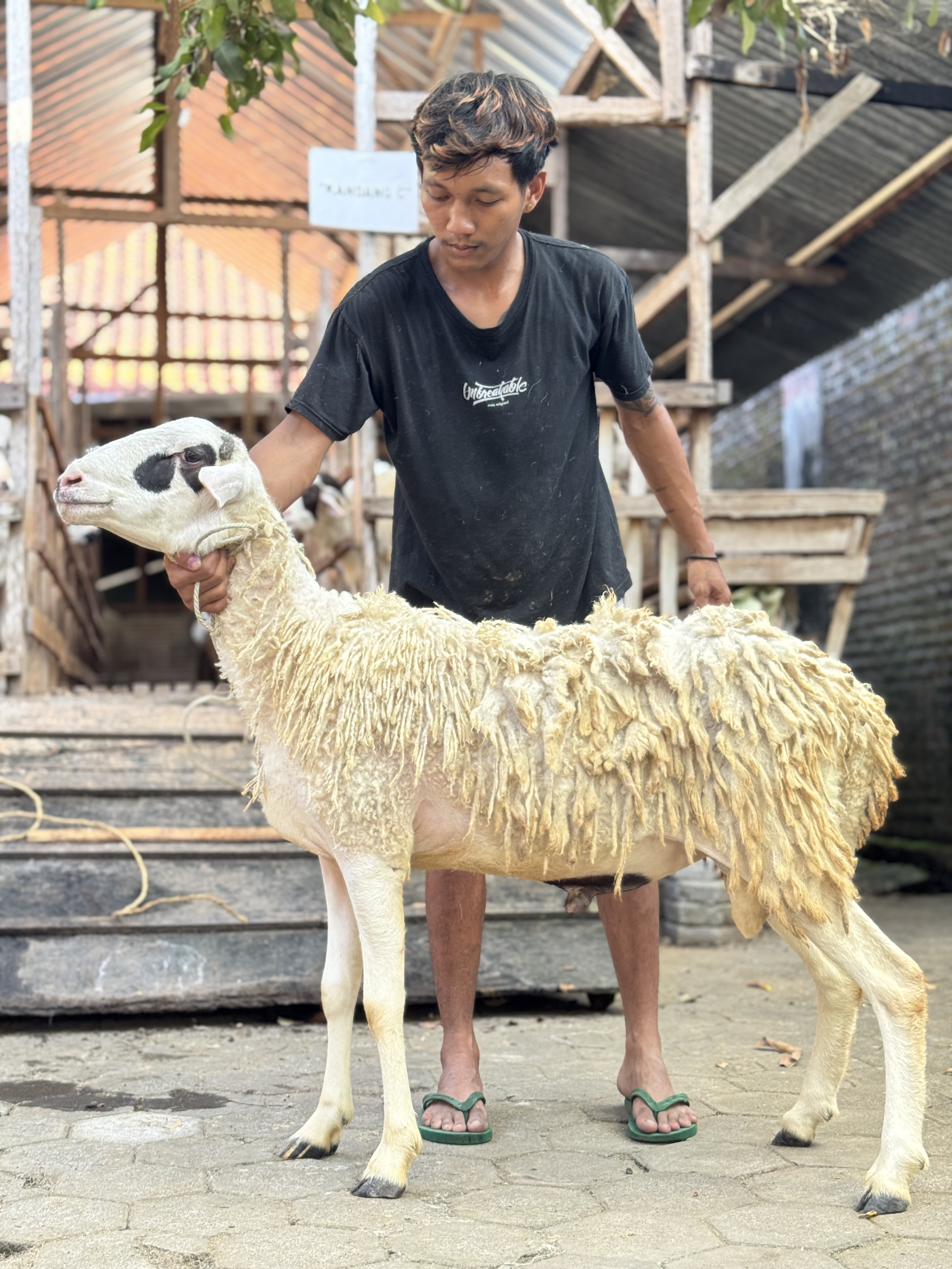 Sapi