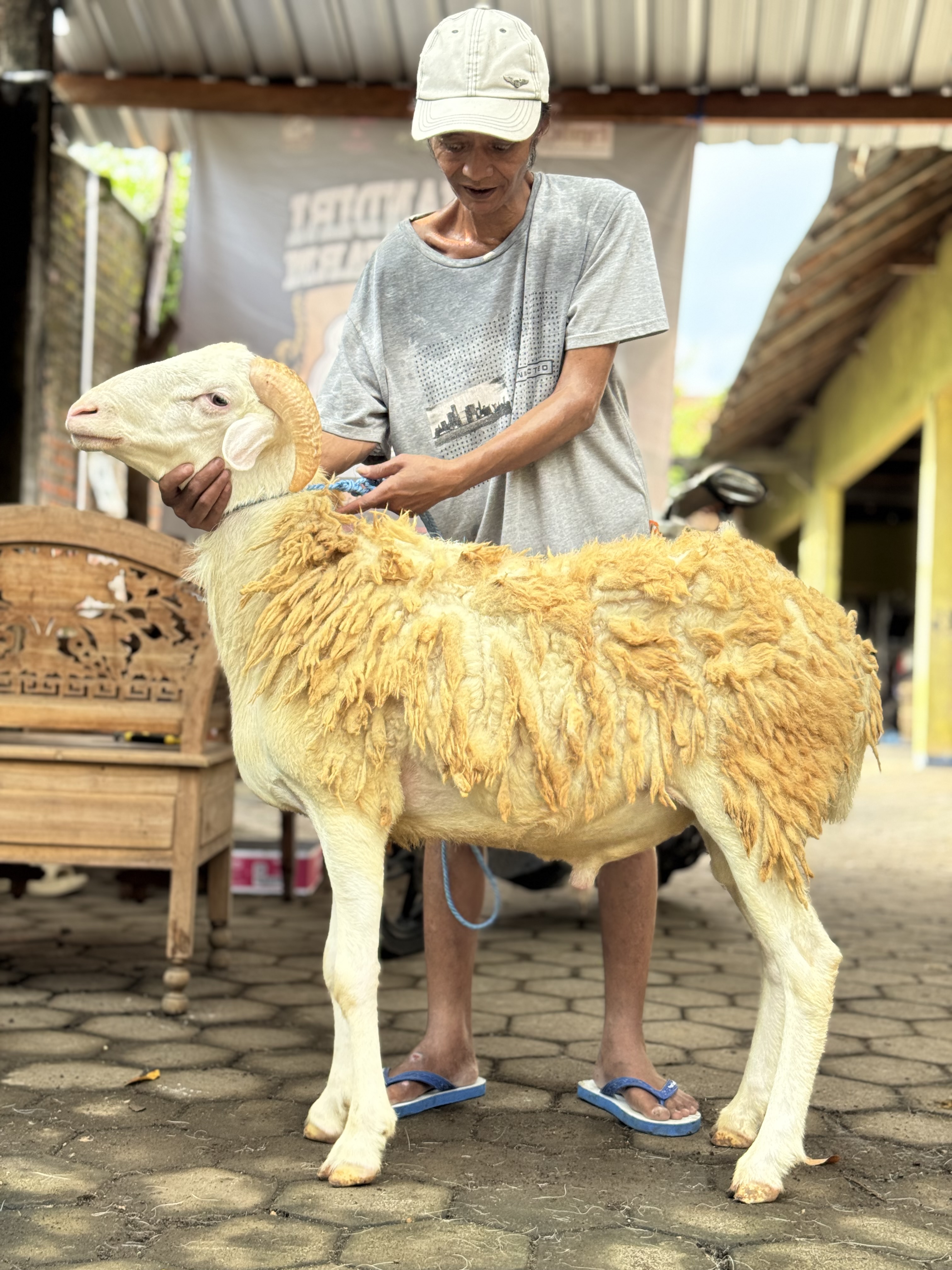 Sapi