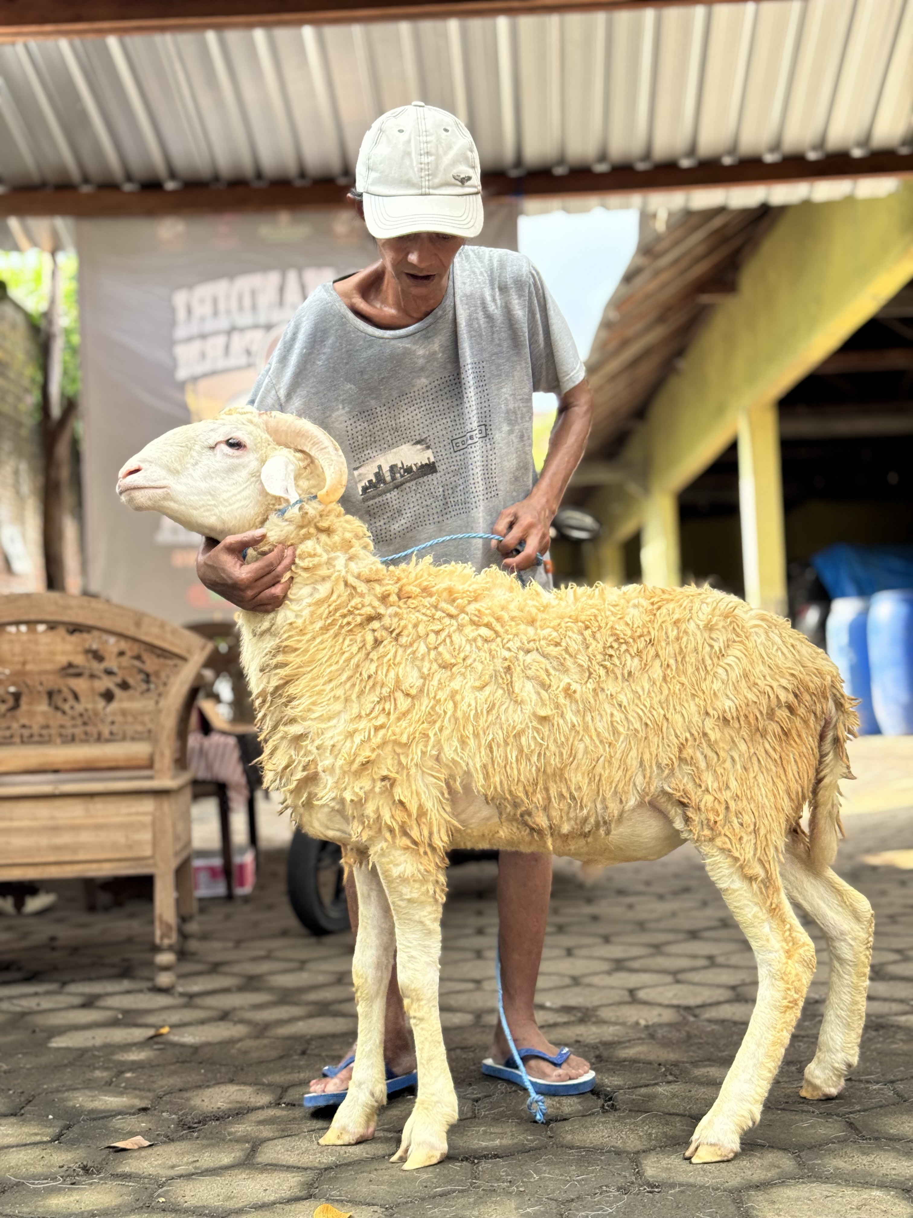 Sapi