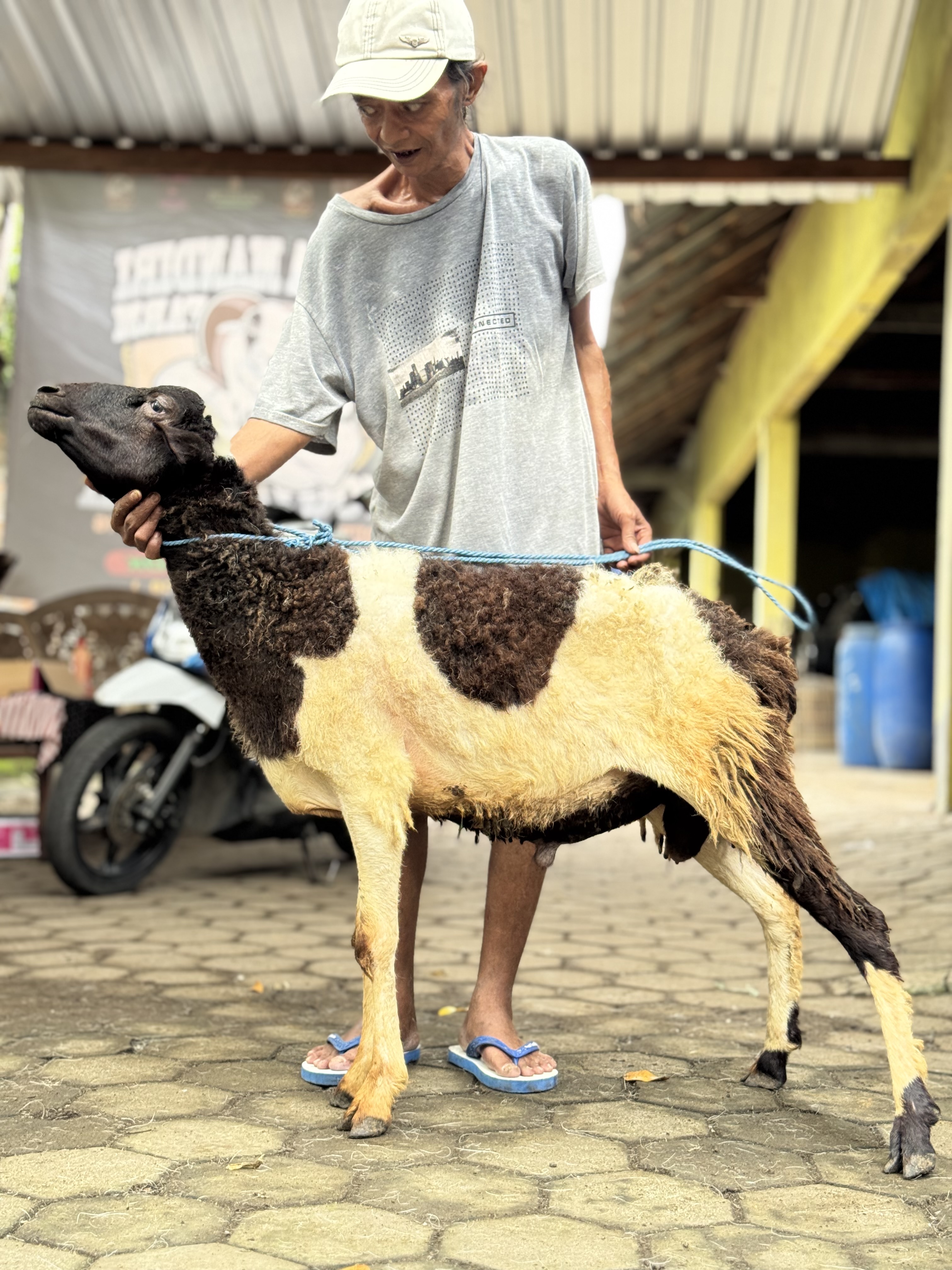 Sapi